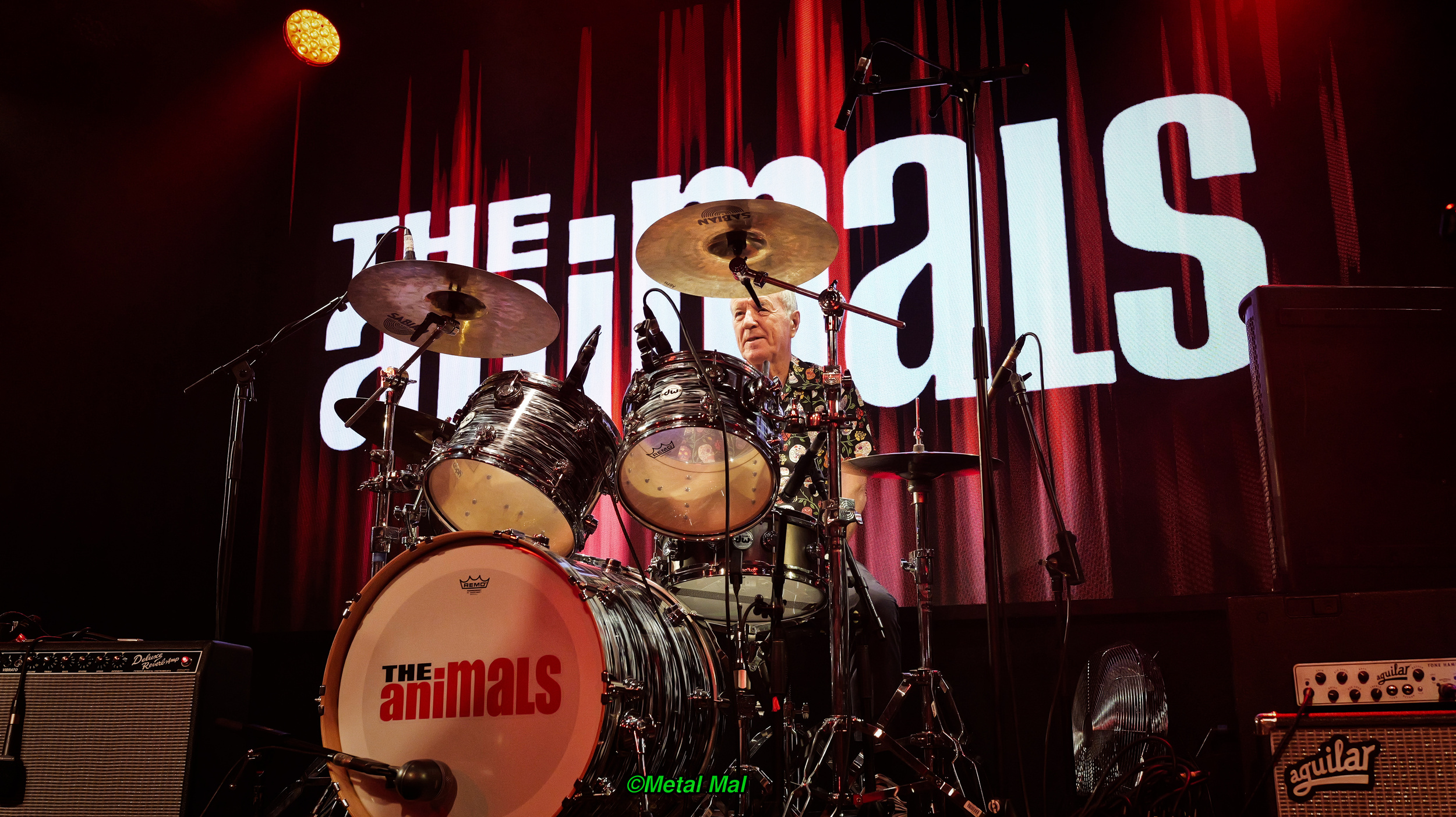 20240528 The Animals 10