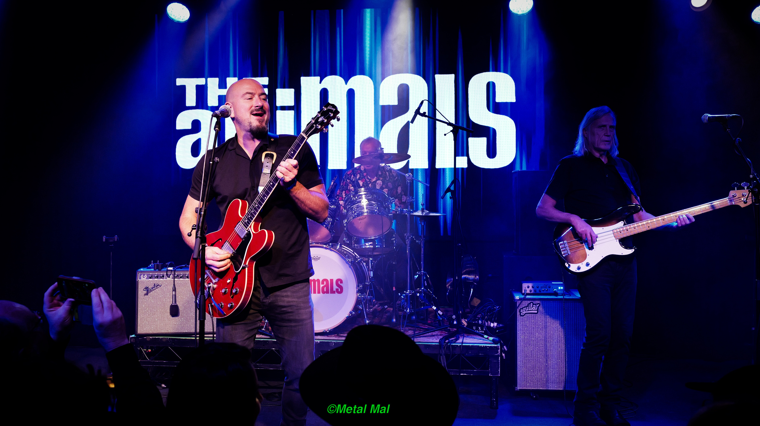 20240528 The Animals 15