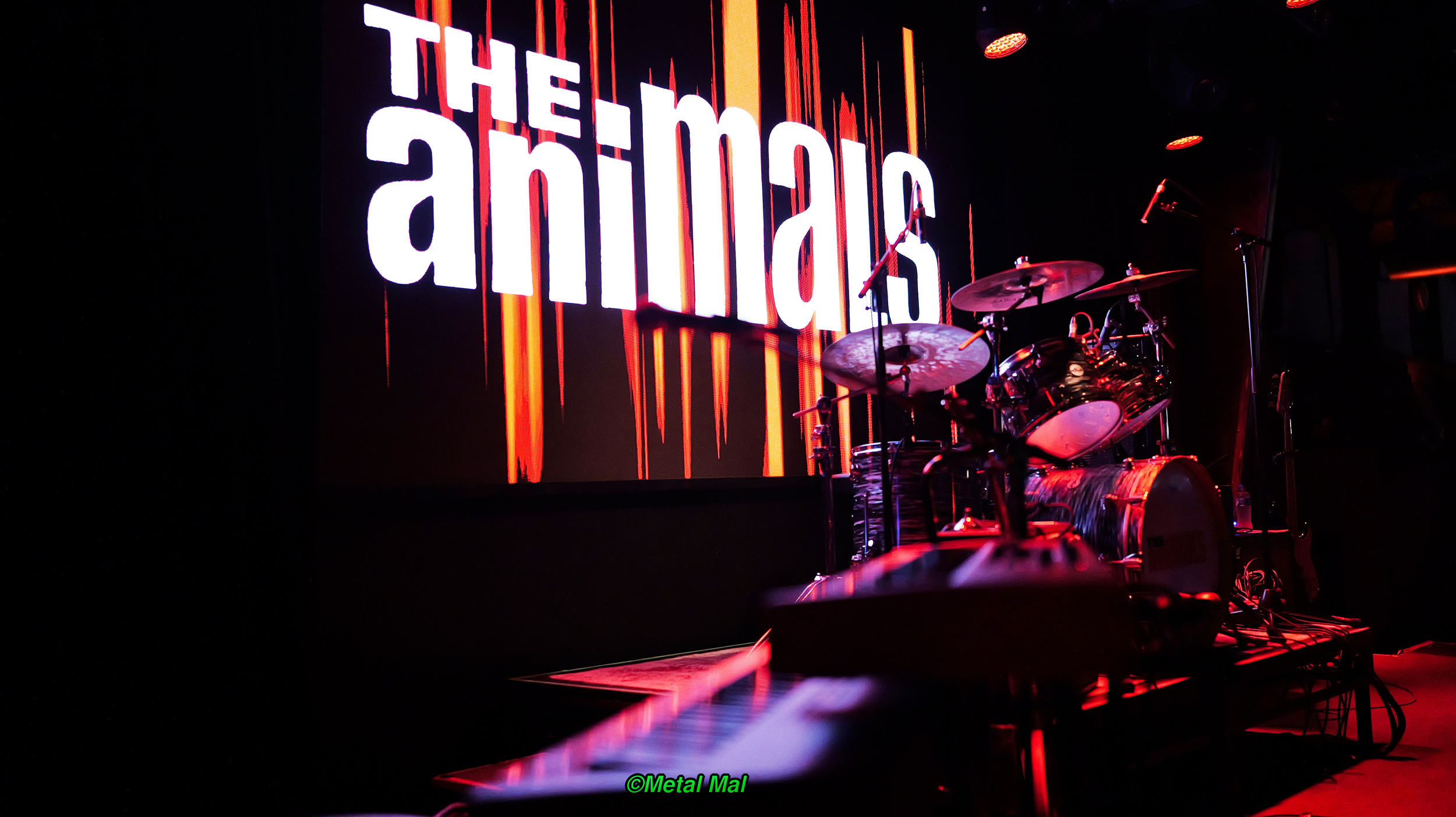 20240528 The Animals 35