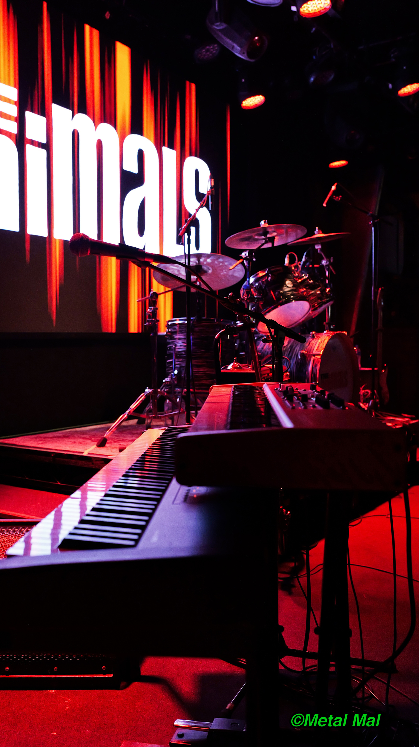 20240528 The Animals 37