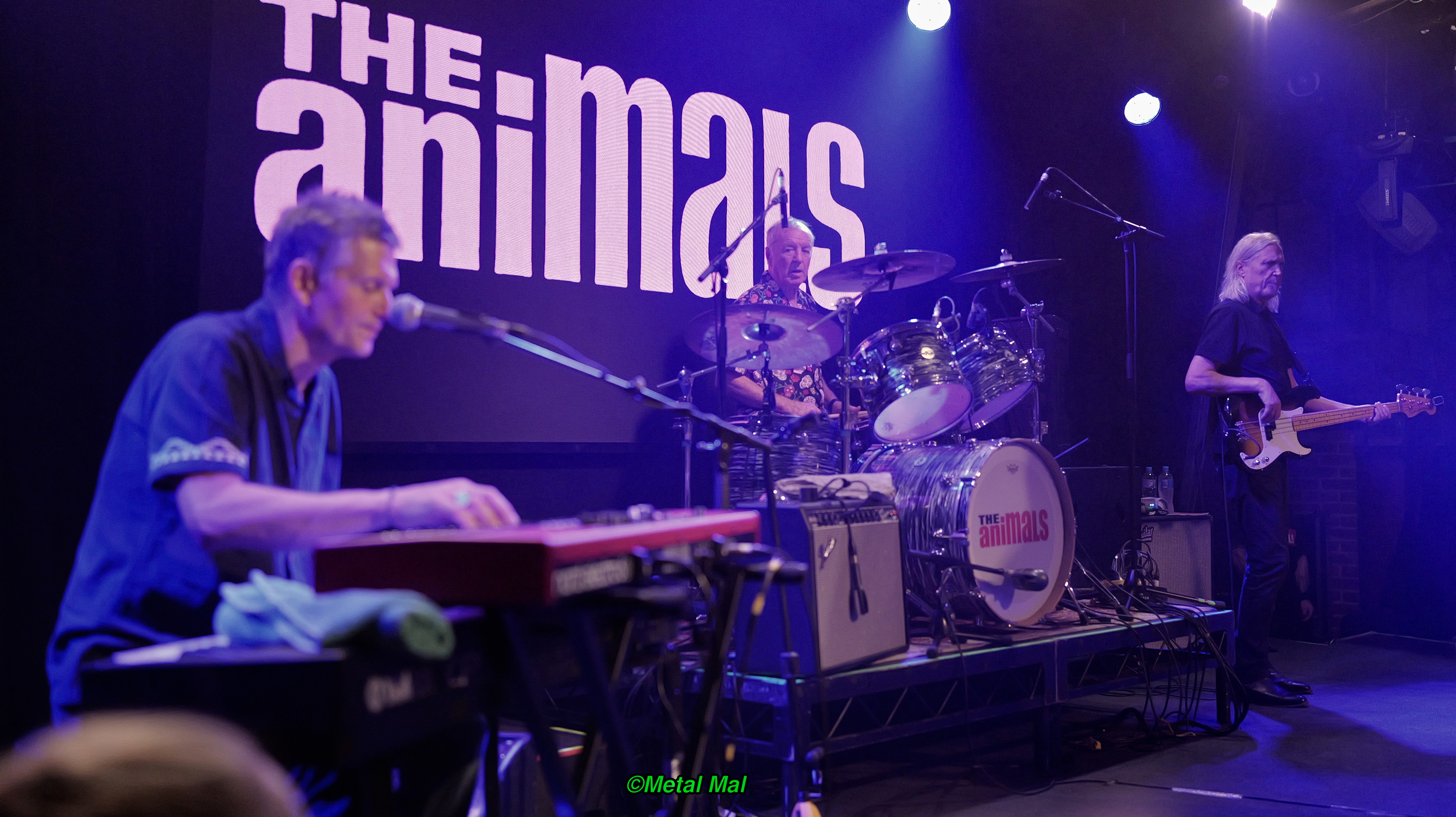 20240528 The Animals 41