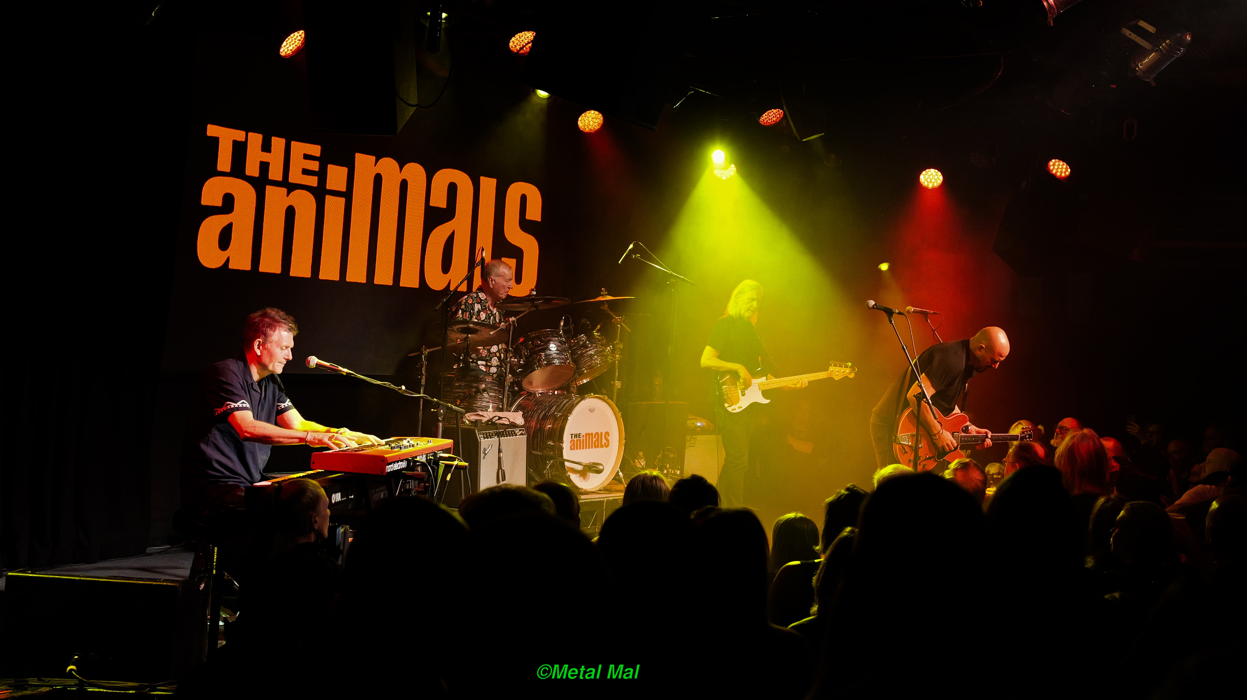 20240528 The Animals 51